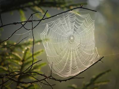 cobweb-4439844_1280